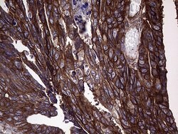 GNAS Monoclonal Antibody (OTI7H4), TrueMAB , OriGene:Antibodies:Primary