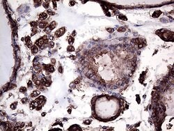 GNAS Monoclonal Antibody (OTI13D7), TrueMAB , OriGene 100 &mu;L; Unconjugated:Antibodies,