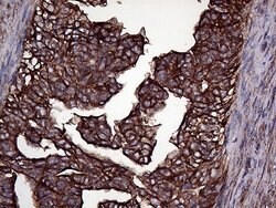 GNAS Monoclonal Antibody (OTI13D7), TrueMAB , OriGene 100 &mu;L; Unconjugated:Antibodies,