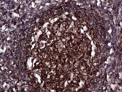 GNAS Monoclonal Antibody (OTI13D7), TrueMAB , OriGene 100 &mu;L; Unconjugated:Antibodies,