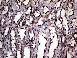 GNAS Monoclonal Antibody (OTI13D7), TrueMAB , OriGene 100 &mu;L; Unconjugated:Antibodies,