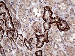 GNAS Mouse anti-Human, Clone: OTI13G5, lyophilized, TrueMAB 100 &mu;g;