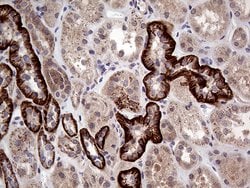 GNAS Monoclonal Antibody (OTI13G5), TrueMAB , OriGene 100 &mu;L; Unconjugated:Antibodies,