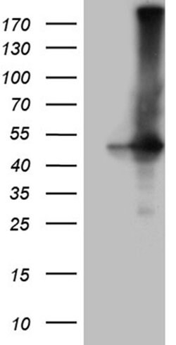 GNAS Monoclonal Antibody (OTI13D7), TrueMAB , OriGene 100 &mu;L; Unconjugated:Antibodies,