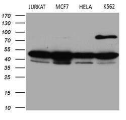 GNAS Monoclonal Antibody (OTI13D7), TrueMAB , OriGene 100 &mu;L; Unconjugated:Antibodies,