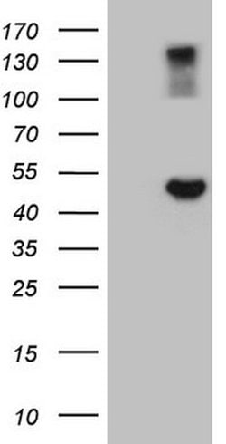GNAS Mouse anti-Human, Clone: OTI12D9, lyophilized, TrueMAB 100 &mu;g;