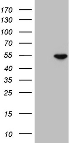GNAS Mouse anti-Human, Clone: OTI13G5, lyophilized, TrueMAB 100 &mu;g;