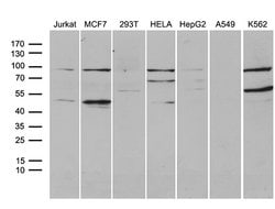 GNAS Monoclonal Antibody (OTI13G5), TrueMAB , OriGene 100 &mu;L; Unconjugated:Antibodies,