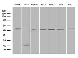 GNAS Monoclonal Antibody (OTI7D7), TrueMAB , OriGene:Antibodies:Primary