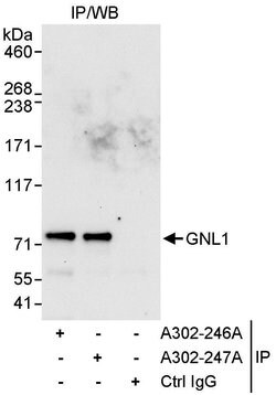 GNL1 Rabbit anti-Human, Polyclonal, Bethyl Laboratories 100 &mu;L; Unconjugated:Antibodies,