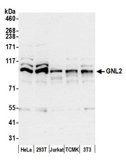 GNL2 Polyclonal Antibody, Bethyl Laboratories 20 &mu;L; Unconjugated:Antibodies,
