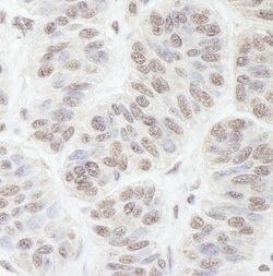 GNL3 Rabbit anti-Human, Mouse, Polyclonal, Bethyl Laboratories 100 &mu;L;