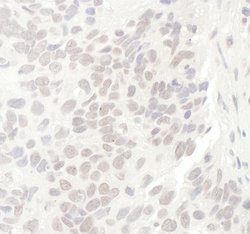 GNL3 Rabbit anti-Human, Mouse, Polyclonal, Bethyl Laboratories 100 &mu;L;