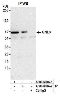 GNL3 Rabbit anti-Human, Mouse, Polyclonal, Bethyl Laboratories 100 &mu;L;