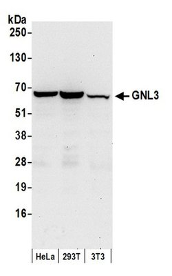 GNL3 Rabbit anti-Human, Mouse, Polyclonal, Bethyl Laboratories 100 &mu;L;