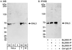 GNL3 Rabbit anti-Human, Mouse, Polyclonal, Bethyl Laboratories 100 &mu;L;