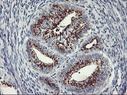 GOLM1 Mouse anti-Human, Clone: OTI3D7, lyophilized, TrueMAB 100 &mu;g;