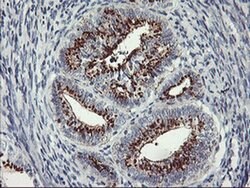 GOLM1 Monoclonal Antibody (OTI3D7), TrueMAB , OriGene 30 &mu;L | Buy Online | Origene Technologies | Fisher Scientific