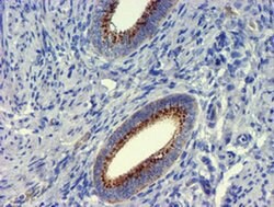 GOLM1 Monoclonal Antibody (OTI2F3), TrueMAB , OriGene 100 &mu;L; Unconjugated:Antibodies,