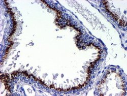 GOLM1 Monoclonal Antibody (OTI2F3), TrueMAB , OriGene 100 &mu;L; Unconjugated:Antibodies,
