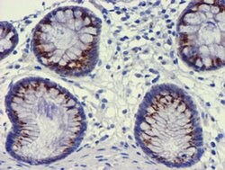 GOLM1 Monoclonal Antibody (OTI2F3), TrueMAB , OriGene 100 &mu;L; Unconjugated:Antibodies,