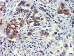 GOLM1 Monoclonal Antibody (OTI5F4), TrueMAB , OriGene 30 &mu;L; Unconjugated:Antibodies,