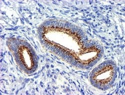 GOLM1 Monoclonal Antibody (OTI5F4), TrueMAB , OriGene 30 &mu;L; Unconjugated:Antibodies,