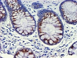 GOLM1 Monoclonal Antibody (OTI5F4), TrueMAB , OriGene 30 &mu;L; Unconjugated:Antibodies,