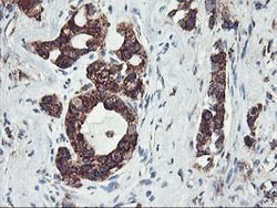 GOLM1 Mouse anti-Human, Clone: OTI2D6, lyophilized, TrueMAB 100 &mu;g;