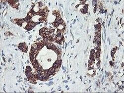 GOLM1 Monoclonal Antibody (OTI2D6), TrueMAB , OriGene 100 &mu;L | Buy Online | OriGene | Fisher Scientific
