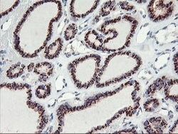 GOLM1 Mouse anti-Human, Clone: OTI2D6, lyophilized, TrueMAB 100 &mu;g;