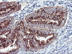 GOLM1 Mouse anti-Human, Clone: OTI2D6, lyophilized, TrueMAB 100 &mu;g;