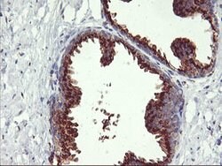 GOLM1 Mouse anti-Human, Clone: OTI2D6, lyophilized, TrueMAB 100 &mu;g;