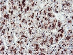 GOLM1 Mouse anti-Human, Clone: OTI2D6, lyophilized, TrueMAB 100 &mu;g;