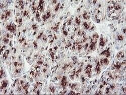 GOLM1 Monoclonal Antibody (OTI2D6), TrueMAB , OriGene 100 &mu;L | Buy Online | OriGene | Fisher Scientific