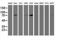 GOLM1 Mouse anti-Human, Clone: OTI6C9, liquid, TrueMAB 100 &mu;L; Unconjugated:Antibodies,