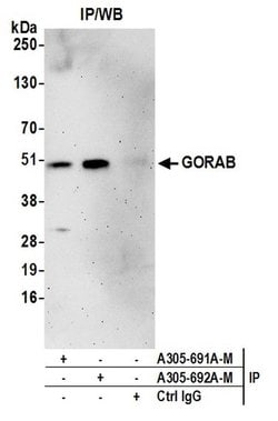 GORAB Polyclonal Antibody, Bethyl Laboratories:Antibodies:Primary Antibodies