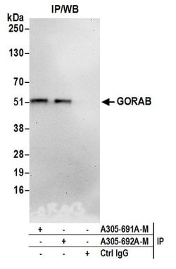 GORAB Polyclonal Antibody, Bethyl Laboratories 20 &mu;L; Unconjugated:Antibodies,