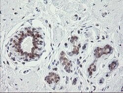 GORAB Monoclonal Antibody (OTI4F11), TrueMAB , OriGene 30 &mu;L; Unconjugated:Antibodies,