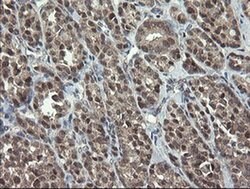 GORAB Monoclonal Antibody (OTI4F11), TrueMAB , OriGene 30 &mu;L; Unconjugated:Antibodies,