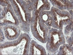 GORAB Monoclonal Antibody (OTI1G2), TrueMAB , OriGene 100 &mu;L; Unconjugated:Antibodies,