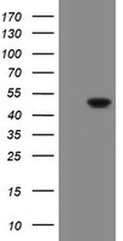 GORAB Monoclonal Antibody (OTI4A4), TrueMAB , OriGene 100 &mu;L; Unconjugated:Antibodies,