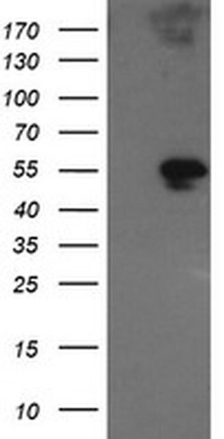 GORAB Monoclonal Antibody (OTI2E6), TrueMAB , OriGene 30 &mu;L; Unconjugated:Antibodies,