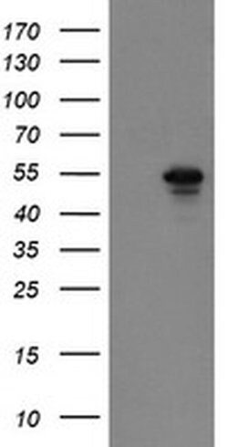 GORAB Monoclonal Antibody (OTI2H6), TrueMAB , OriGene:Antibodies:Primary