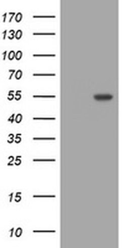 GORAB Monoclonal Antibody (OTI2D1), TrueMAB , OriGene:Antibodies:Primary