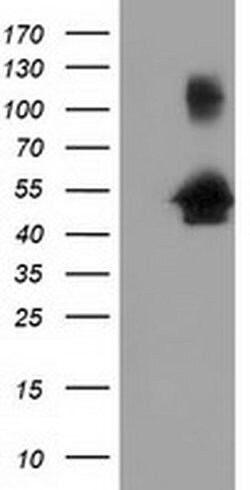 GORASP1 Monoclonal Antibody (OTI4F8), TrueMAB , OriGene 100 &mu;L; Unconjugated:Antibodies,