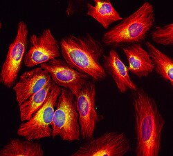 Invitrogen&trade;&nbsp;Goat anti-Rat IgG (H+L) Highly Cross-Adsorbed Secondary Antibody, Alexa Fluor&trade; Plus 594