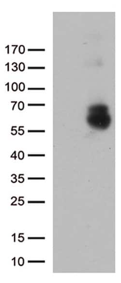 GPC1 Monoclonal Antibody (OTI3G9), TrueMAB , OriGene:Antibodies:Primary