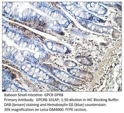 GPCR GPR8 Rabbit anti-Human, Non-human Primate, Polyclonal, FabGennix 200