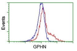 GPHN Mouse anti-Human, Clone: OTI3B6, liquid, TrueMAB 100 &mu;L | Buy Online | OriGene | Fisher Scientific